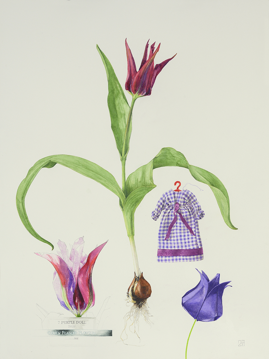 Purple Doll Tulip