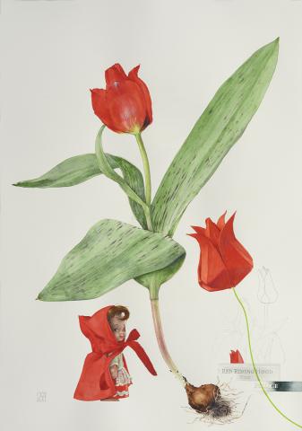 Red Riding Hood Tulip