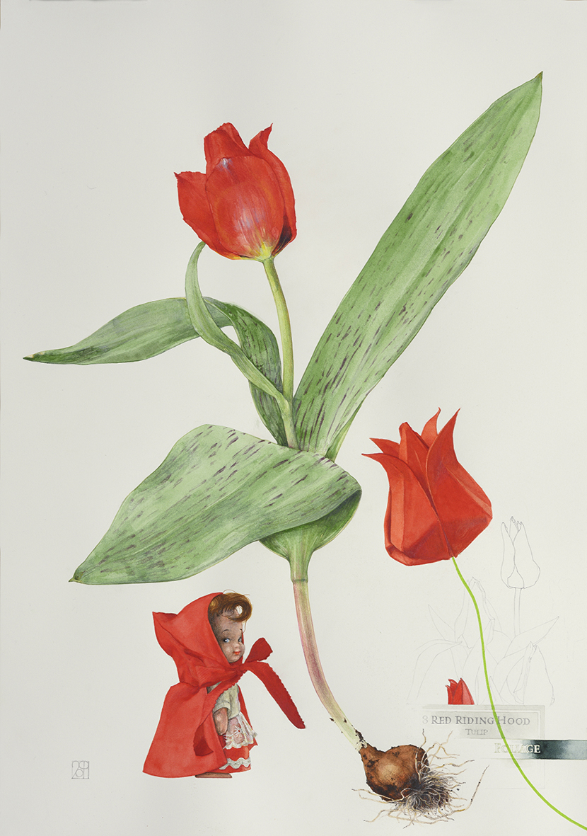 Red Riding Hood Tulip